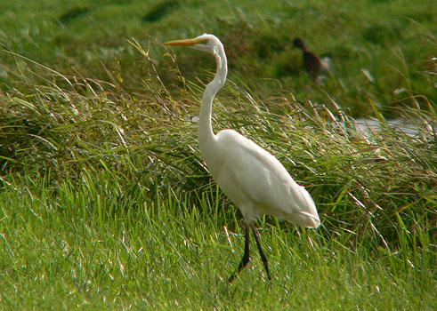 Grotezilverreiger260906B